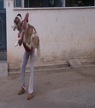 dog