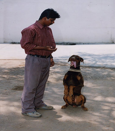 dog