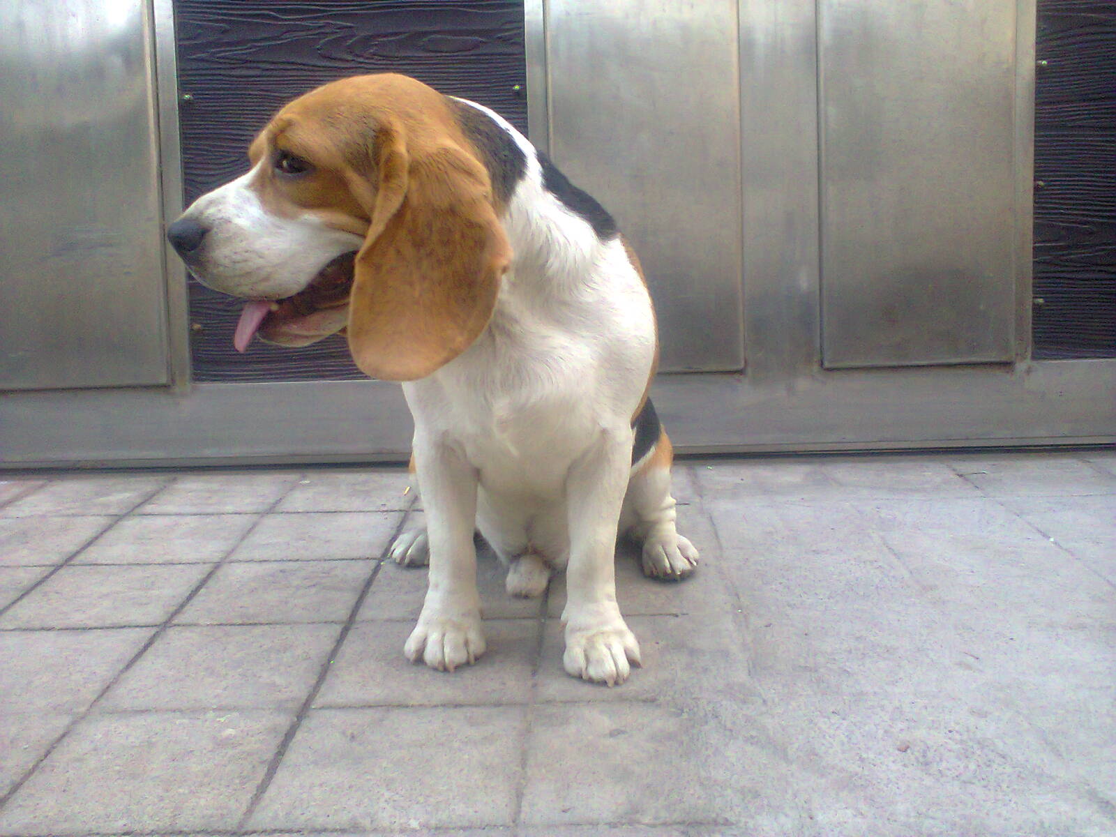 dog
