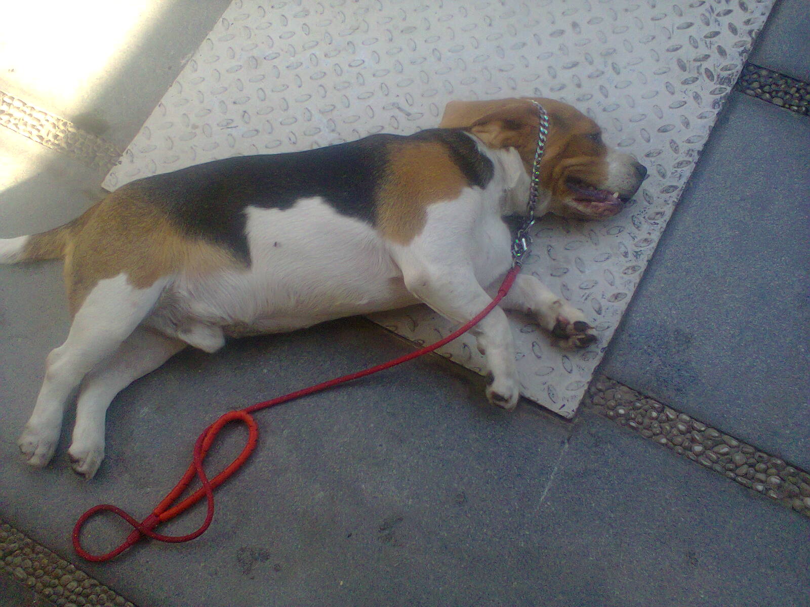 dog
