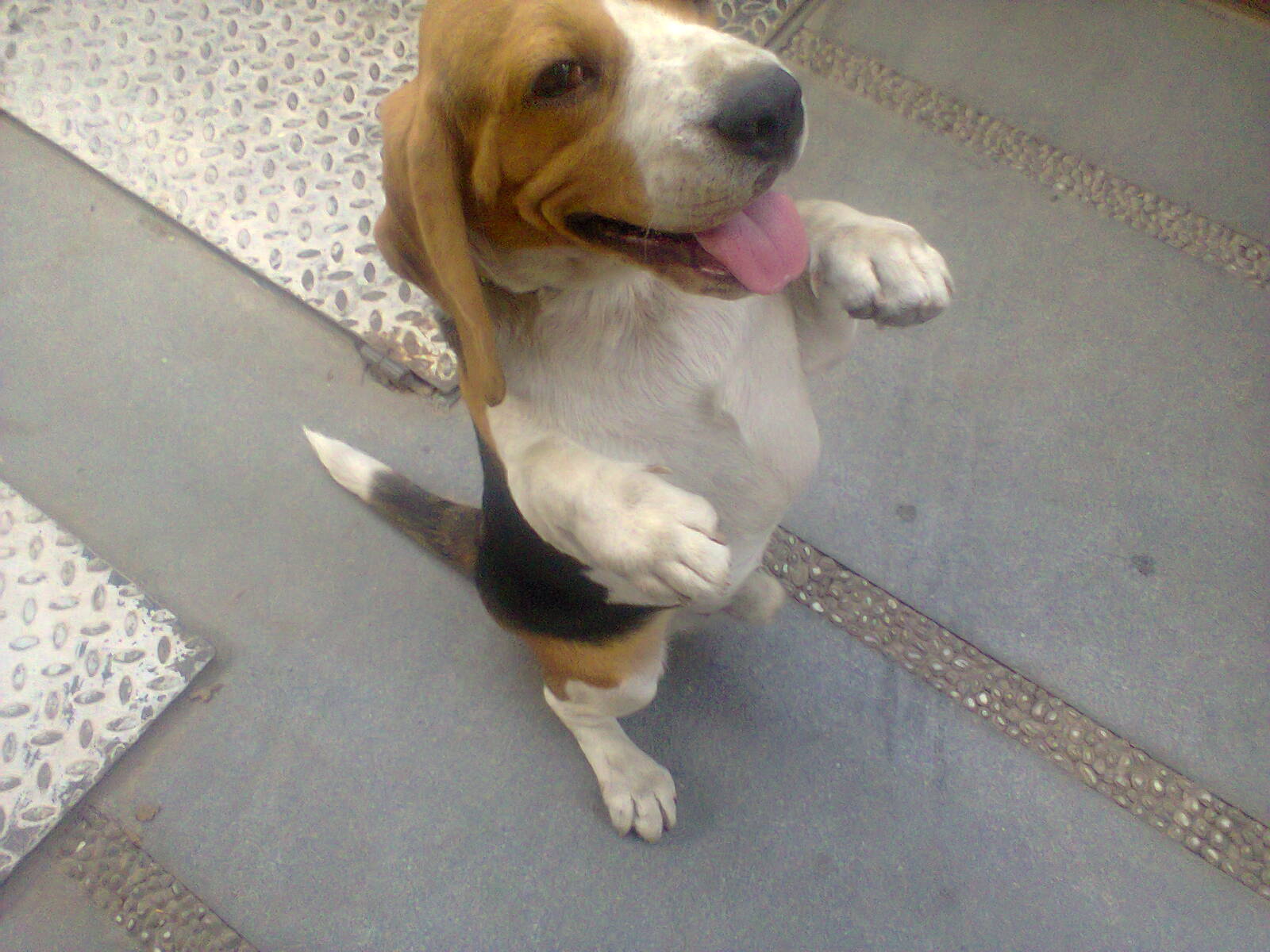 dog