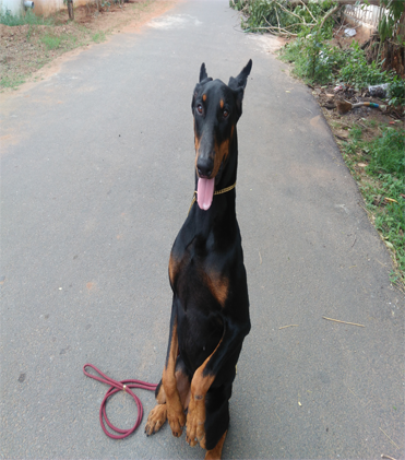dog