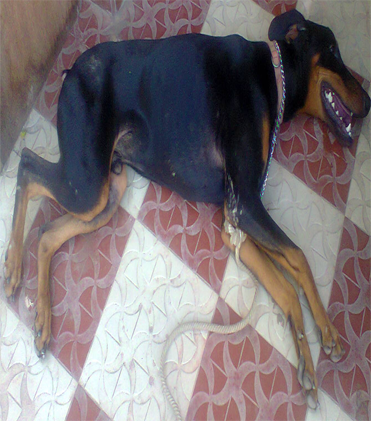 dog