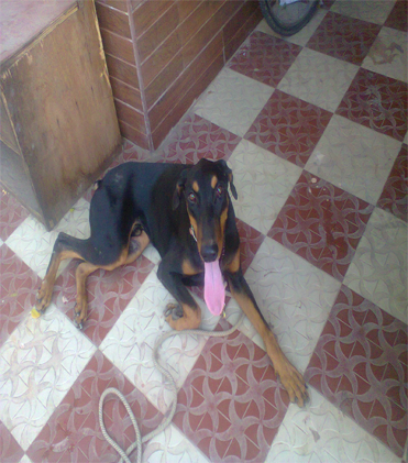 dog