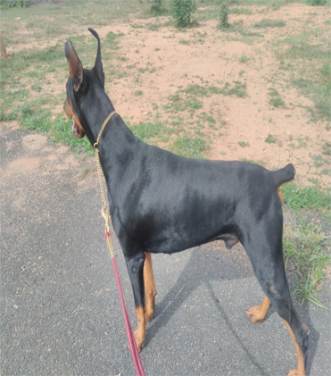dog