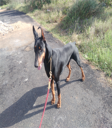 dog