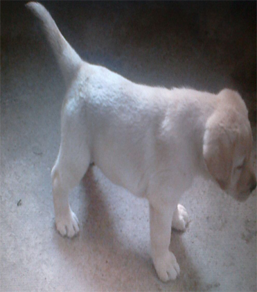 dog