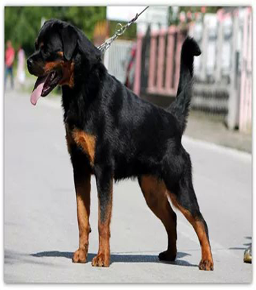 dog
